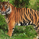 Illustration for article titled Caturday - Panthera tigris Edition